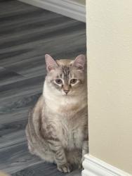 Reunited Female Cat last seen el dorado cross at man o war, Friendswood, TX 77546