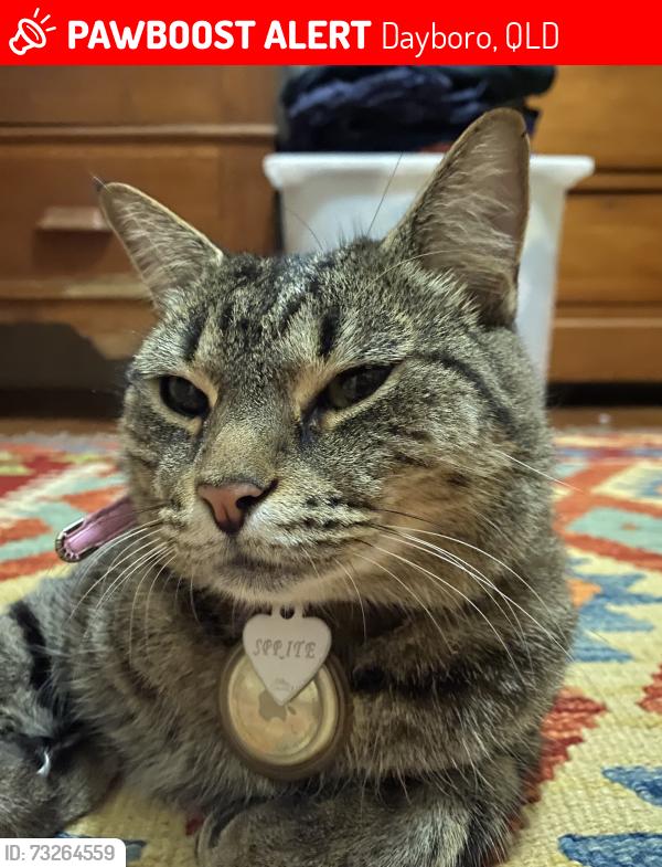 Lost Female Cat last seen Morris st Dayboro, Dayboro, QLD 4521