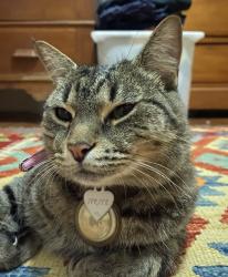 Lost Female Cat last seen Morris st Dayboro, Dayboro, QLD 4521