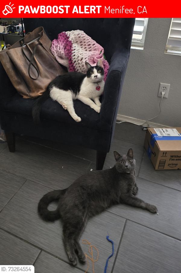 Lost Male Cat last seen Menifee lakes and newport rd, Menifee, CA 92584