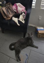 Lost Male Cat last seen Menifee lakes and newport rd, Menifee, CA 92584