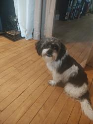Found/Stray Male Dog last seen 700-706 Spring St NE, Minneapolis, MN 55413