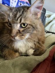 Lost Male Cat last seen Pretentious, Foothill Farms, CA 95842