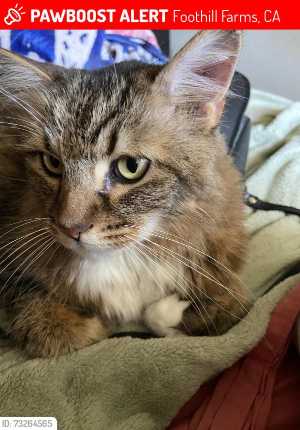 Lost Male Cat last seen Pretentious, Foothill Farms, CA 95842