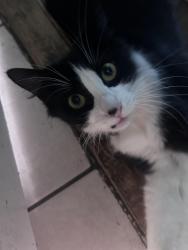 Reunited Female Cat last seen Highland Park, Los Angeles, CA 90042