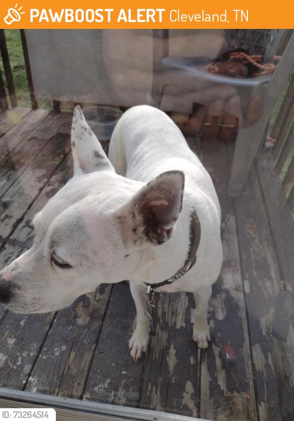 Found/Stray Female Dog last seen Old Tasso and Old Lee HWY, Cleveland, TN 37312