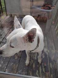 Found/Stray Female Dog last seen Old Tasso and Old Lee HWY, Cleveland, TN 37312