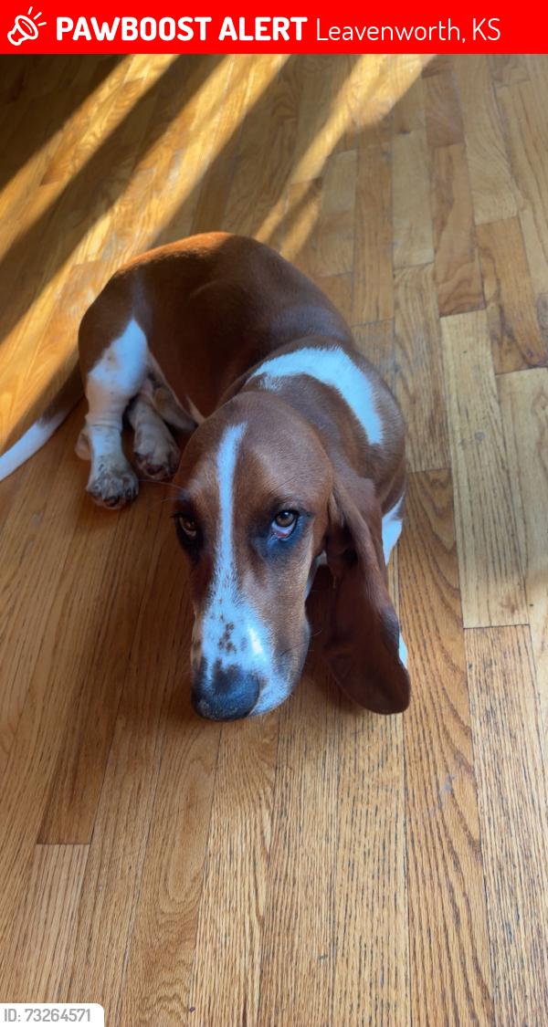 Lost Male Dog last seen Salvation Army, Leavenworth, KS 66048