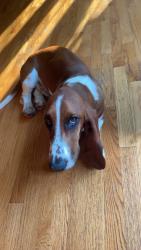 Lost Male Dog last seen Salvation Army, Leavenworth, KS 66048