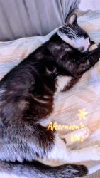 Lost Male Cat last seen Ooltewah Georgetown rd and by the subdivision behind it McKenzie farms, Hamilton County, TN 37363