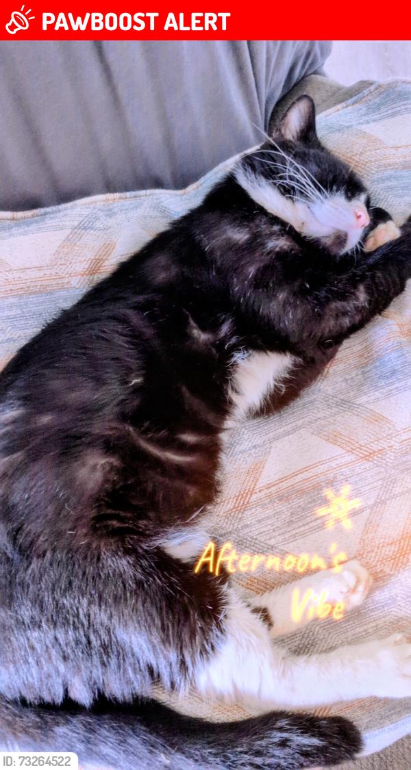Lost Male Cat last seen Ooltewah Georgetown rd and by the subdivision behind it McKenzie farms, Hamilton County, TN 37363