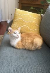 Lost Male Cat last seen greenbriar rd., imperial dr., e. mountain st., Glendale, CA 91207