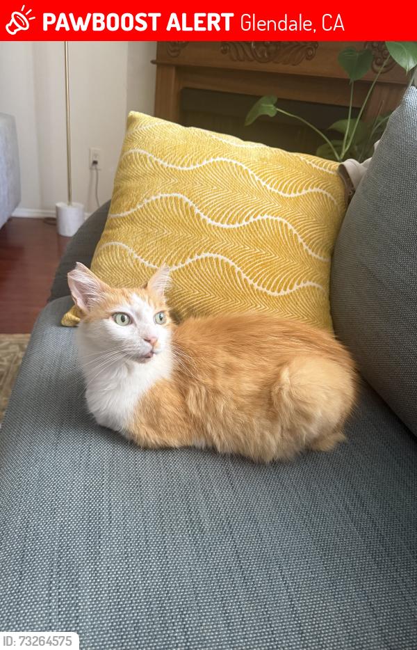 Lost Male Cat last seen greenbriar rd., imperial dr., e. mountain st., Glendale, CA 91207