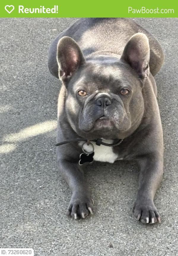 Reunited Male Dog last seen Munich and Cordova, San Francisco, CA 94112