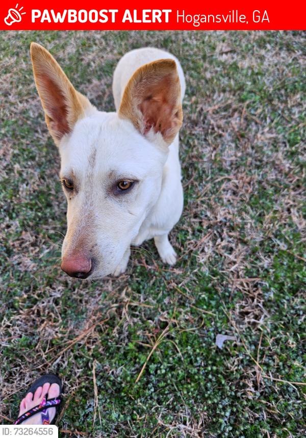Lost Female Dog last seen Ringer Access Road and Hannah Road, Hogansville, GA 30230