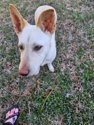 Lost Female Dog last seen Ringer Access Road and Hannah Road, Hogansville, GA 30230