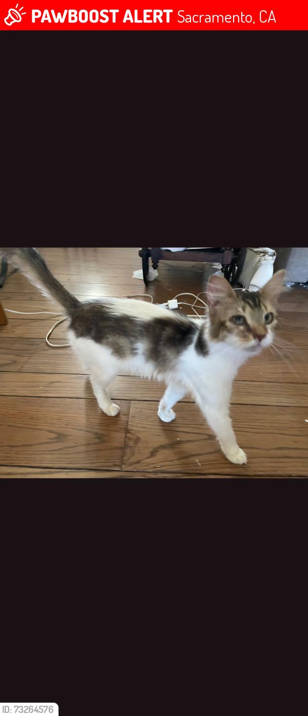 Lost Female Cat last seen Morse & Cottage way, Sacramento, CA 95825