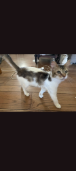 Lost Female Cat last seen Morse & Cottage way, Sacramento, CA 95825