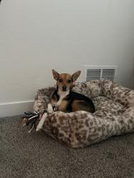 Reunited Female Dog last seen Near Niagra st commerce city, Commerce City, CO 80022