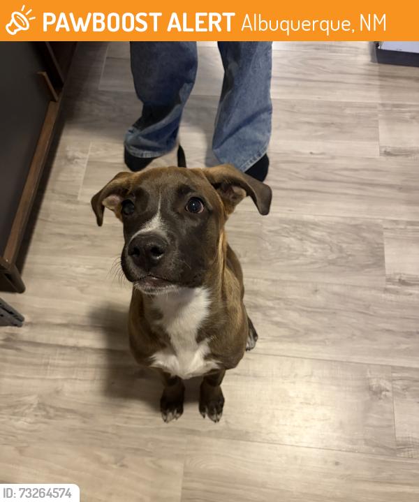 Found/Stray Male Dog last seen Avenida Cesar Chavez and Cannon, Albuquerque, NM 87105