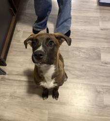 Found/Stray Male Dog last seen Avenida Cesar Chavez and Cannon, Albuquerque, NM 87105
