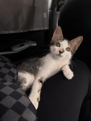 Found/Stray Male Cat last seen Westgate Villas apmts, Stanton, CA 90680