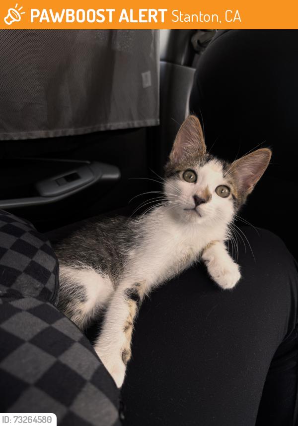 Found/Stray Male Cat last seen Westgate Villas apmts, Stanton, CA 90680