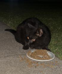 Reunited Male Cat last seen East and West, Lisa Ann Lane, Sibley, West Seneca, NY 14224
