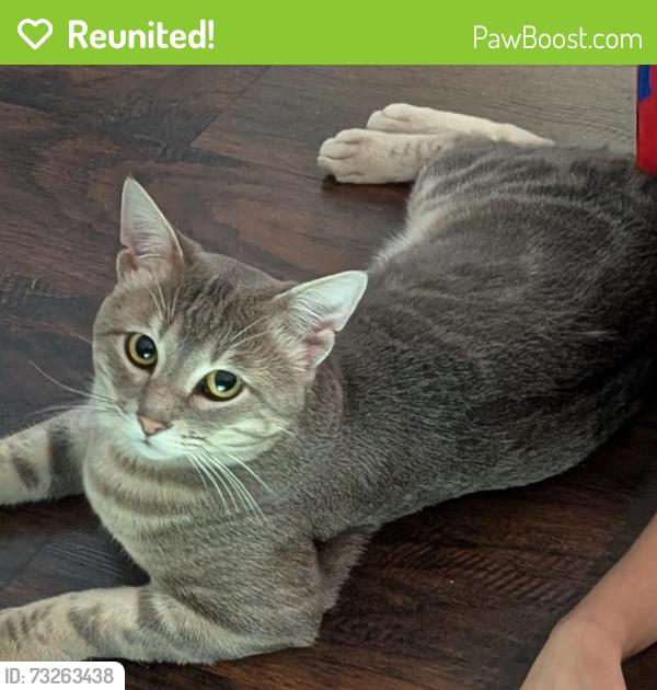 Reunited Male Cat last seen Hawkwood trl & Sycamore School, Fort Worth, TX 76123