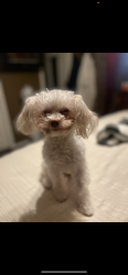 Lost Female Dog last seen Near w Clinton, Utah, Clinton, UT 84015