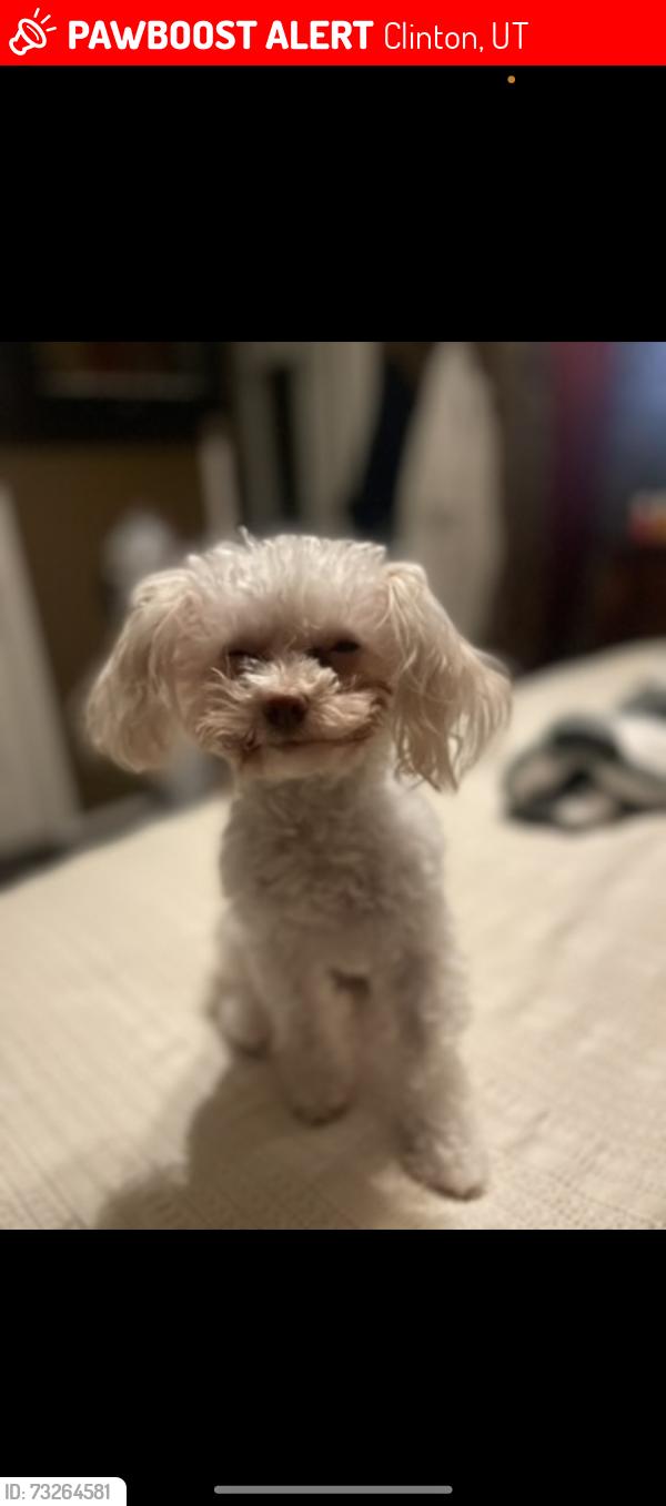 Lost Female Dog last seen Near w Clinton, Utah, Clinton, UT 84015