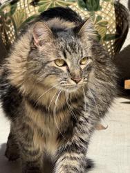 Lost Male Cat last seen Wickford Place and Village at the Park Drive, Camarillo, CA 93012