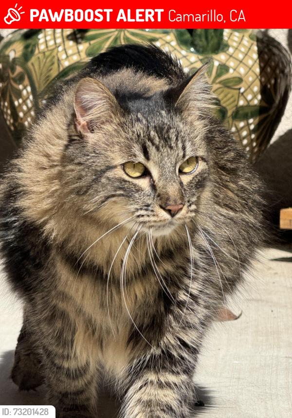 Lost Male Cat last seen Wickford Place and Village at the Park Drive, Camarillo, CA 93012