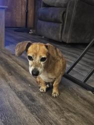 Found/Stray Male Dog last seen Santa Fe Rd & Henry Rd, Riverbank, CA 95367