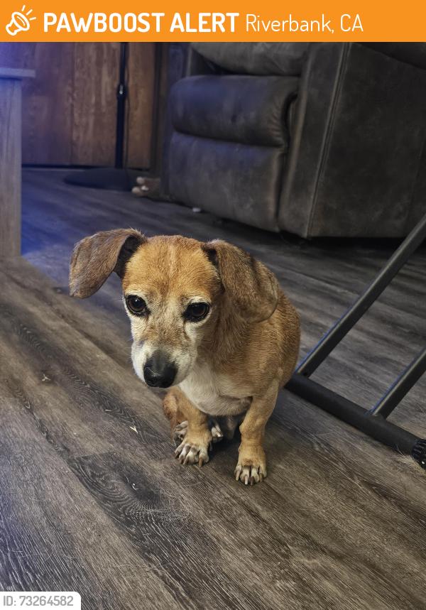 Found/Stray Male Dog last seen Santa Fe Rd & Henry Rd, Riverbank, CA 95367
