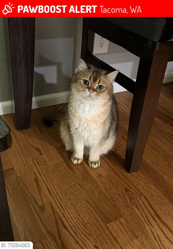 Lost Male Cat last seen Farwest dr sw & 112th st sw, Tacoma, WA 98498