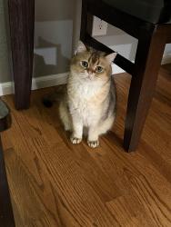 Lost Male Cat last seen Farwest dr sw & 112th st sw, Tacoma, WA 98498