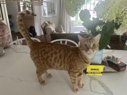 Reunited Male Cat last seen Smith and new street- downtown Burlington, Burlington, ON L7R 2T9