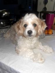 Lost Male Dog last seen Colony park dr austin tx 78724, Austin, TX 78724