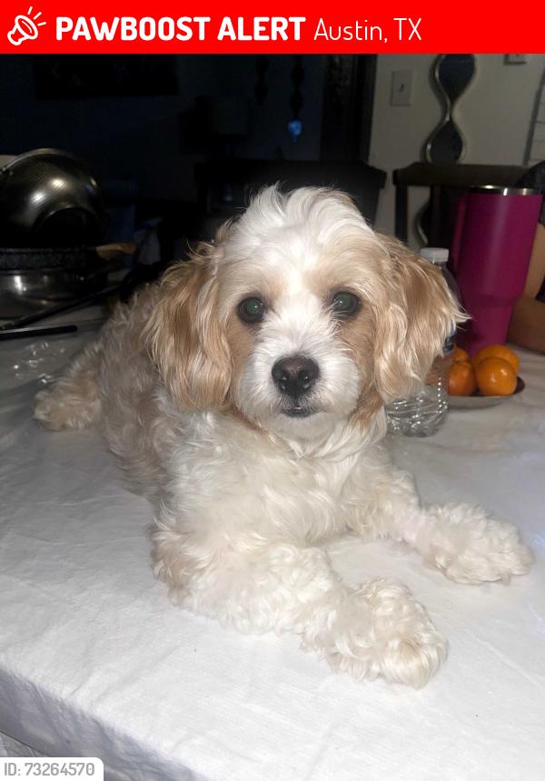 Lost Male Dog last seen Colony park dr austin tx 78724, Austin, TX 78724