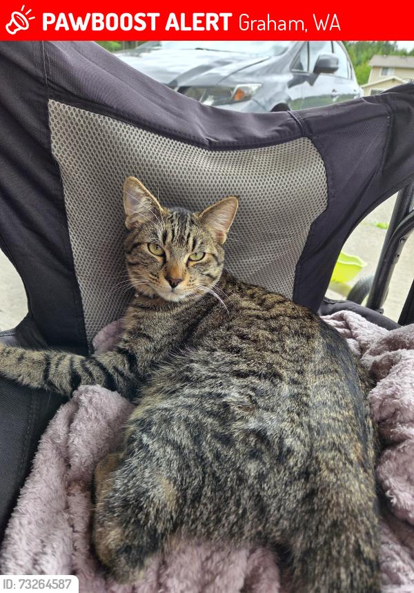 Lost Male Cat last seen 66th ave ct e, Graham, WA 98338