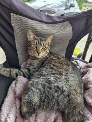 Lost Male Cat last seen 66th ave ct e, Graham, WA 98338