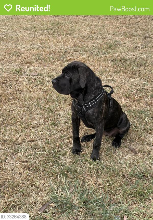 Reunited Female Dog last seen Brandon Rd curve backside, Conroe, TX 77302