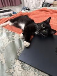 Lost Male Cat last seen Union, Bakersfield, CA 93307