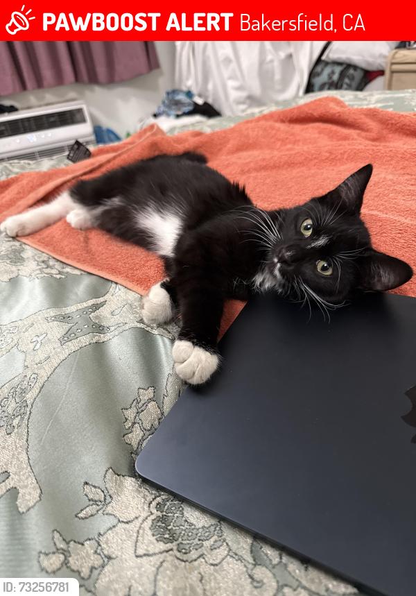 Lost Male Cat last seen Union, Bakersfield, CA 93307