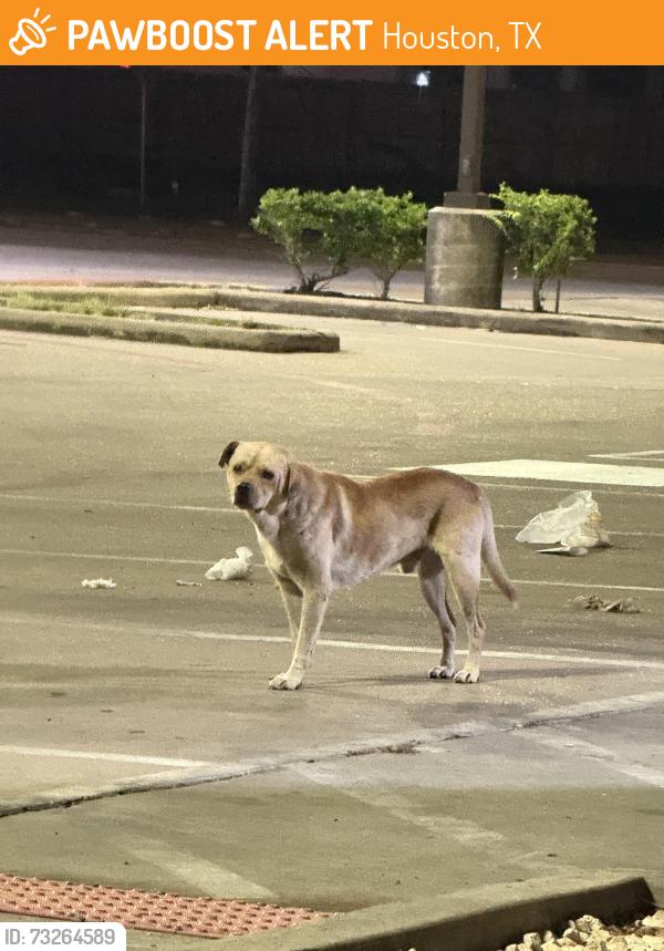 Found/Stray Male Dog last seen Near Scott St. Popeyes, Houston, TX 77004