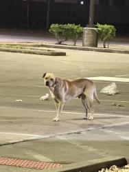 Found/Stray Male Dog last seen Near Scott St. Popeyes, Houston, TX 77004