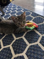 Lost Female Cat last seen San Carlos Dr Garland Tx, Garland, TX 75043