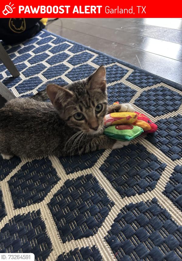 Lost Female Cat last seen San Carlos Dr Garland Tx, Garland, TX 75043