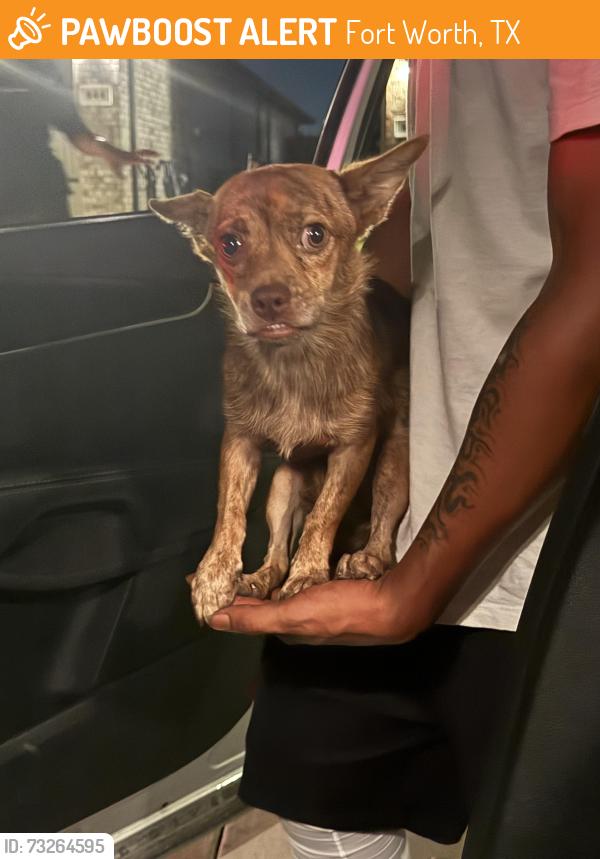 Found/Stray Female Dog last seen Bailey Boswell, Fort Worth, TX 76131